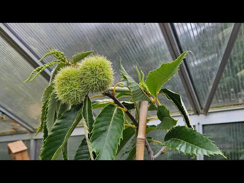 Caring for and growing sweet chestnuts in pots and plants.