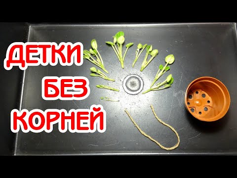 Почему я удаляю корни у деток?