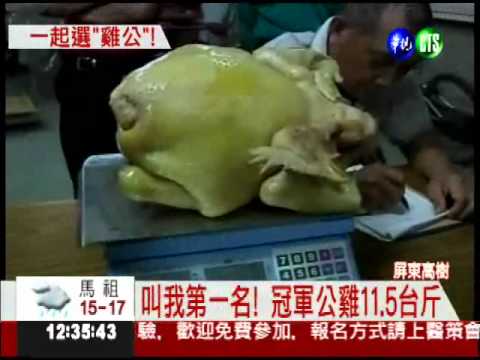 11.5台斤胖公雞 比一般大二倍