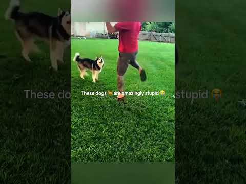 😱 OmG my Dog #dogs #dog #funny #parati #foryou #youtubeshorts #short #fyp #fypシ #funnyanimals #lol