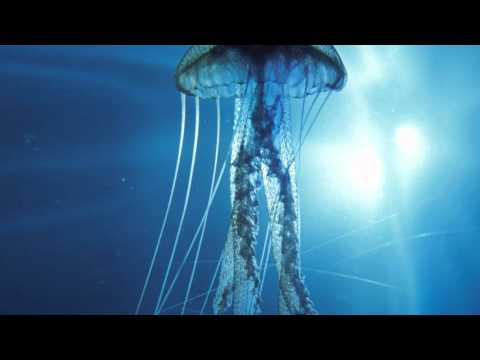 David Morley - Aquarium