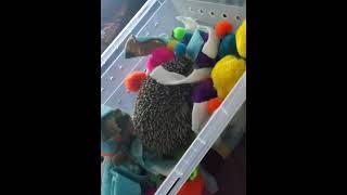 Hedgehog Animals Videos