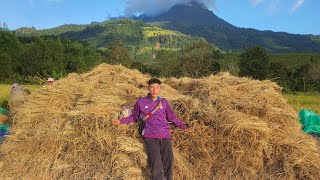 Let's go help Grandma harvest rice.
