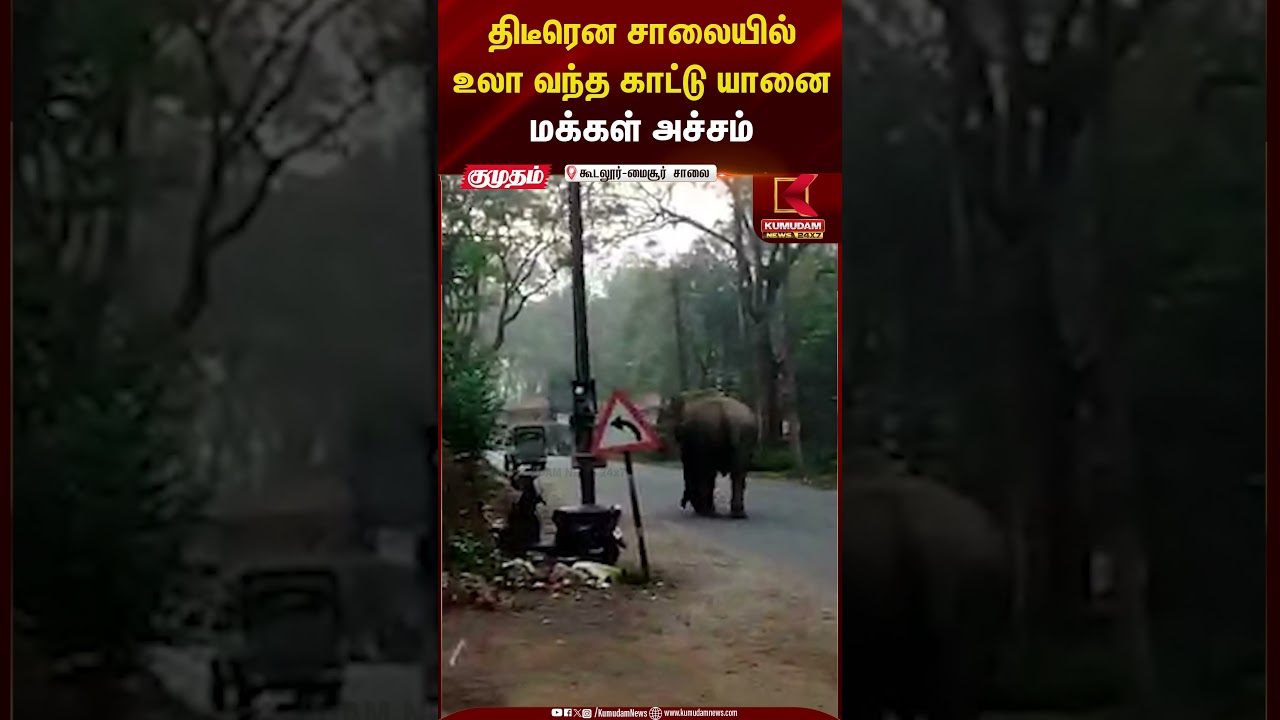 திடீரென சாலையில் உலா வந்த காட்டு யானை மக்கள் அச்சம்..! | Kumudam News