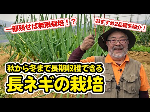  2024年の夏ネギの種まきはいつ?それを行う方法と苗の温度はどれくらいですか？  庭園
