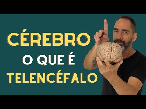 Cérebro telencéfalo!