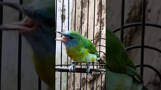 Download lagu cucak kinoi betina gacor #kicaumonster #kicaumania #birds mp3
