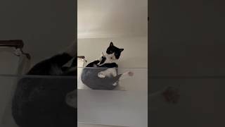 自分にしっぽがあることに今更気づく猫 #shorts