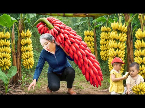 Harvest red bananas, melons and lychees to sell at the market, cook fish porridge for my daughter