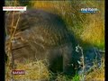 Belgesel Safarı John Ronss Kuşlar