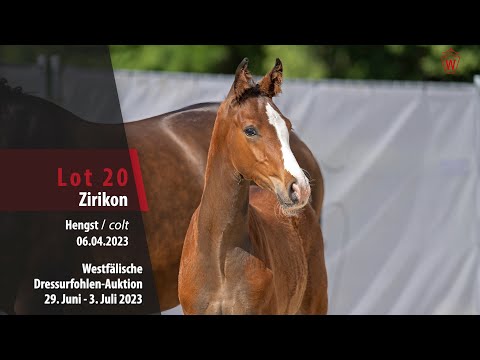 Dressurfohlen-Auktion Lot 20 Zirikon Hengst v. Zoom - Real Diamond