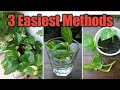 3 EASIEST Methods  of Propagation of Pothos (Epipremnum aureum)| How to Propagate Pothos
