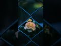 Quick edit double exposure!Creative photography ideas pt 2