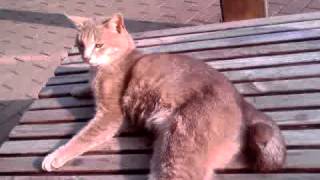 木村カエラ「Snowdome」(全部込めたくて、remix)