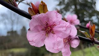 Illness, Light Upgrades and Fear – Friday Ascension Update