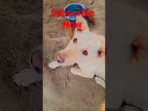 My dog #shorts #viral #youtube #dog #jaat #youtubeshorts #dogs #pitbull #tranding #desi #short #like