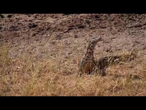Djuma: Water Monitor Lizard on the move - 13:54 - 07/18/19