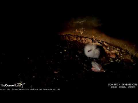 Newly hatched Tropicbird Cam chick