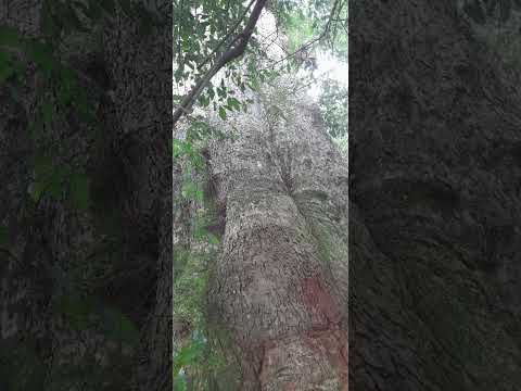 KABAKA BULAMU NGA AKULUMA NGA TOLOTA MANYA OBUBONELO BUNO