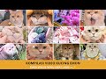 Kompilasi Kucing Emon Paling Pintar Selalu Ketemu Barang Aneh Emas