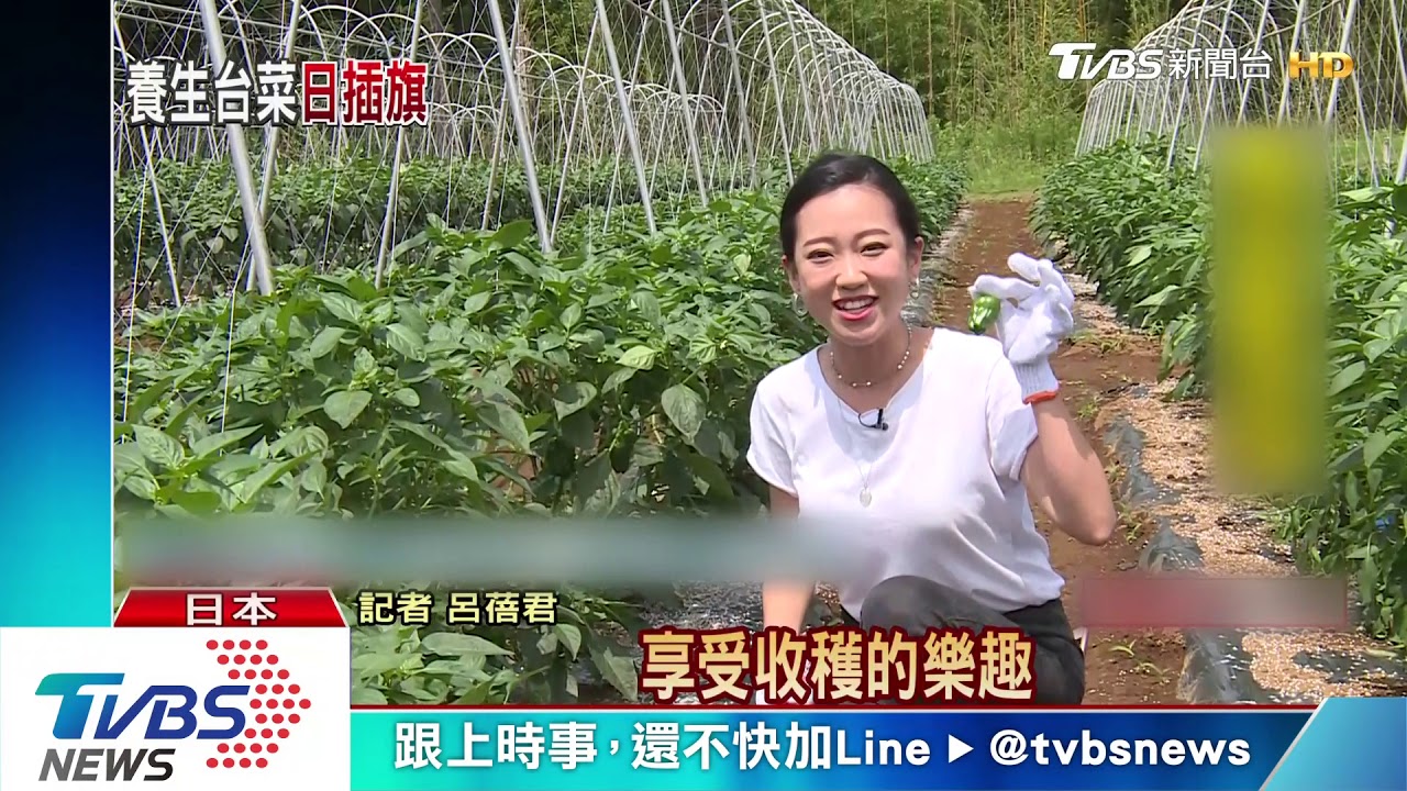 不只有小籠包! 旅日廚師天天推廣特色台灣菜