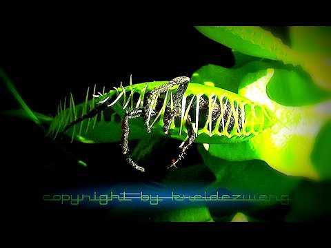 Top 10 / Venus flytrap - Venusfliegenfalle