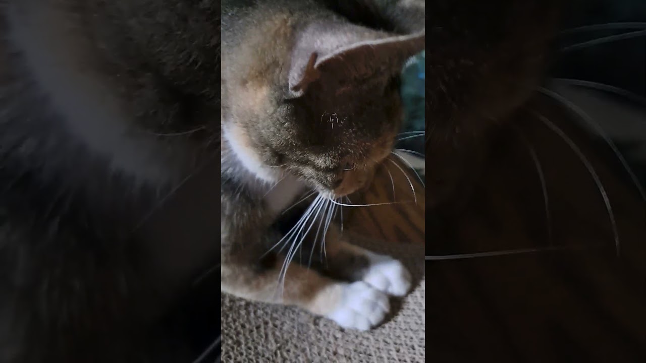 Enlarge GIGI, a Adopted Calico in Wilmington, NC video 4/6