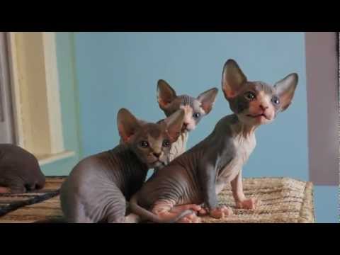 4 weeks old Sphynx kittens - Tiger , Eddie, Oscar,  Hooligan