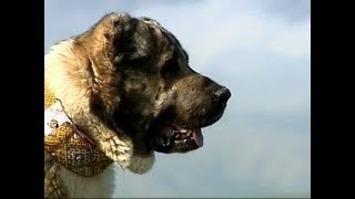  Turkmen Alabai Dogs  Turkmen Film