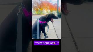 Post-Marathon Recovery Walk with My Dog 🍂 #chicagomarathon2025 #シカゴマラソン #chocolatelab #runnergirl