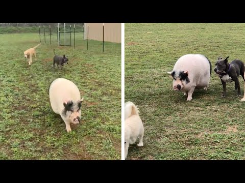 Pot-Bellied Pig Thinks He's A Dog