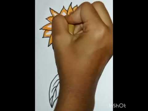 sunflower flower Drawing