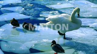 Kim Waters - Nightfall