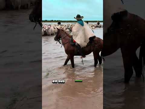 Los vaqueros de a caballo que andan descalzos - trabajos de llano parte 23 #llano #casanare