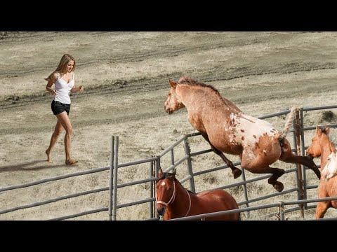 Animals Reunited With Owners After Years !