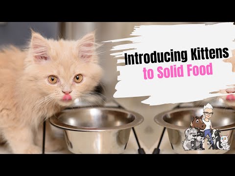 Episode 100: Introducing Kittens to Solid Food