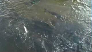 preview picture of video 'Voights Creek Hatchery - Salmon Run 2011 - Orting, WA - #4'