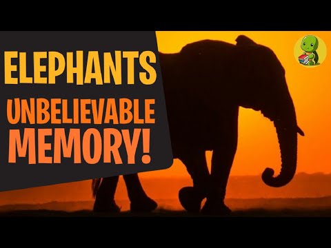 How Good Is an Elephant’s Memory? The Truth Will Shock You!