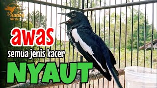 Download lagu SUARA BURUNG kacer gacor NGEPLONG TARUNG ini paling AMPUH buat PANCINGAN KACER agar EMOSI mp3