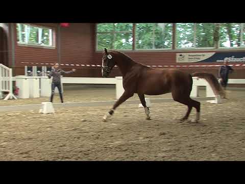 29. Mecklenburger Körtage - Kat. Nr. 65  Hengst v. Diamant de Quidam