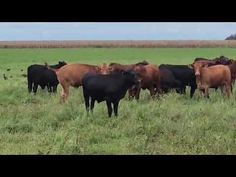 Terneros en recría, Rancho Grande, Corral de Bustos. Marzo 2026.