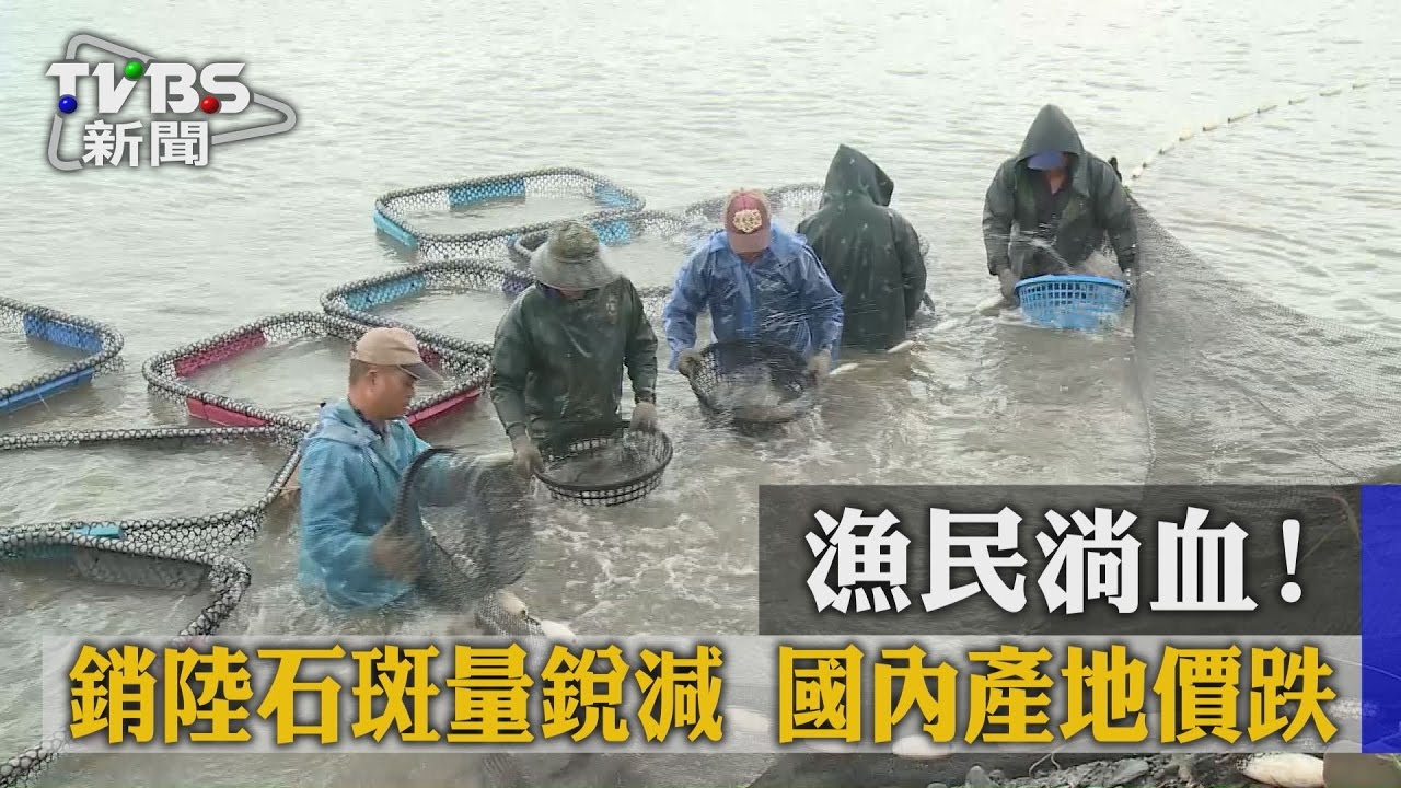 漁民淌血!銷陸石斑量銳減 國內產地價跌