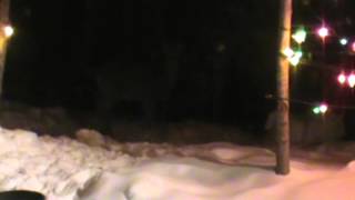 Nancy Today:  Quiet Cautious solitary buck