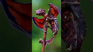 reptiles que parecen dragones #animales #curiosidades