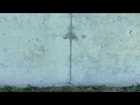 Ants Ruining Open House in Toms River, NJ