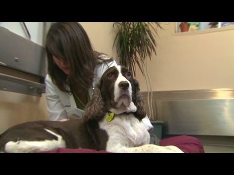 Best Jobs: Dog acupuncture and massages