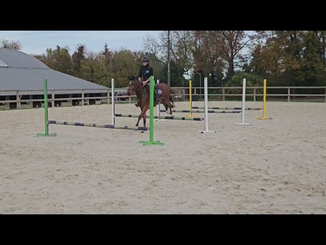 Castrone Pony da Sella Belgio In vendita 2021 Baio ,  Ti amo van prinseveld