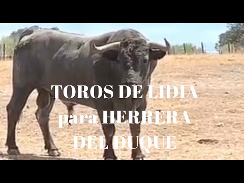 TOROS DE LIDIA de Victorino Martín para HERRERA DEL DUQUE