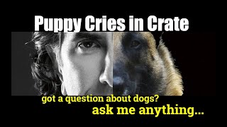 How to Stop a Puppy from Whining and Crying in the Crate - Puppy Training -ask me anything