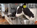 How Cow Give Birth BABY CALF BEING BORN Cows Farm Milking ​Farming Incredible Pretty Girl Chainsaw